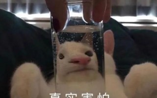 围巾沙雕文案搞笑，围巾沙雕文案搞笑图片