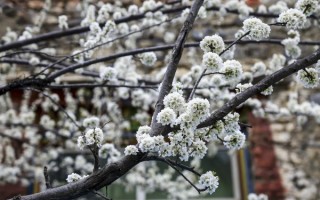 梨花游玩攻略，北镇梨花游玩攻略