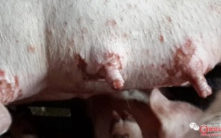 口蹄疫，口蹄疫症状及治疗方法