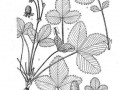 野草莓厦门游玩攻略，野草莓 厦门